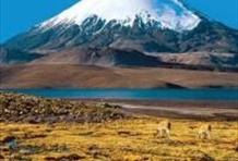 Full Day Tour to Chungara Lake